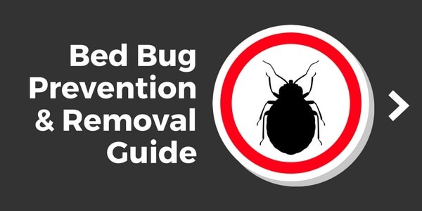 bed bug removal guide