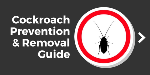 cockroach removal guide