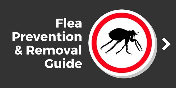 flea removal guide