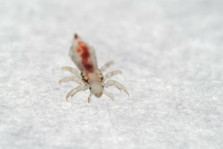 a louse up close full of blood