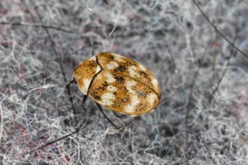 carpet beetle picture