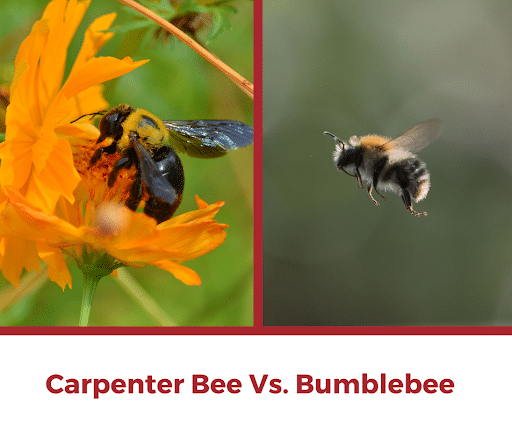 Carpenter Bee Vs. Bumblebee