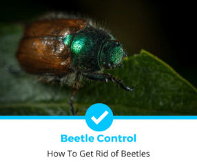 如何让Rid of Beetles