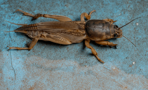 How To Get Rid of Mole Crickets in Your Yard 2