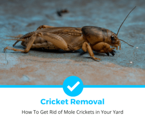 如何摆脱摩尔蟋蟀在你的院子里吗