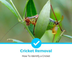 How To Identify a Cricket