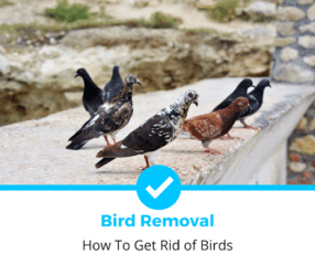 How to Get Rid of Birds