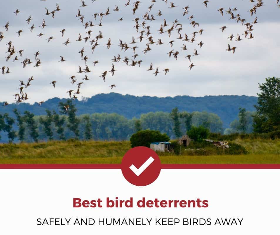 Best bird deterrents