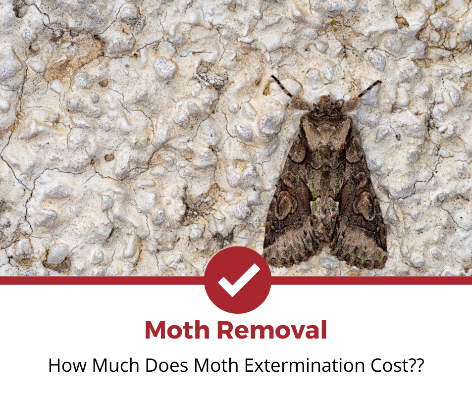 How Much Does Moth Extermination Cost