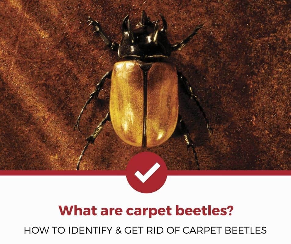 什么是地毯甲虫？