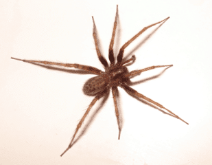 Common-House-Spider-Includes-The-American-House-Spider