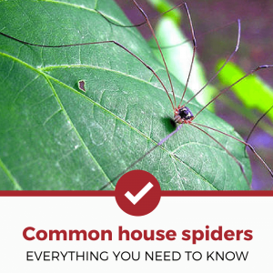 家里最常见的蜘蛛