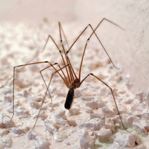 长腿蜘蛛
