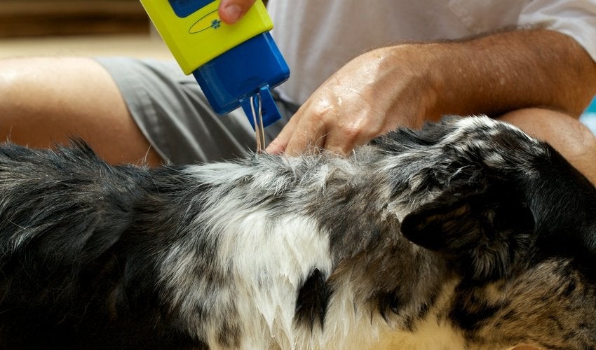 dog flea treatment