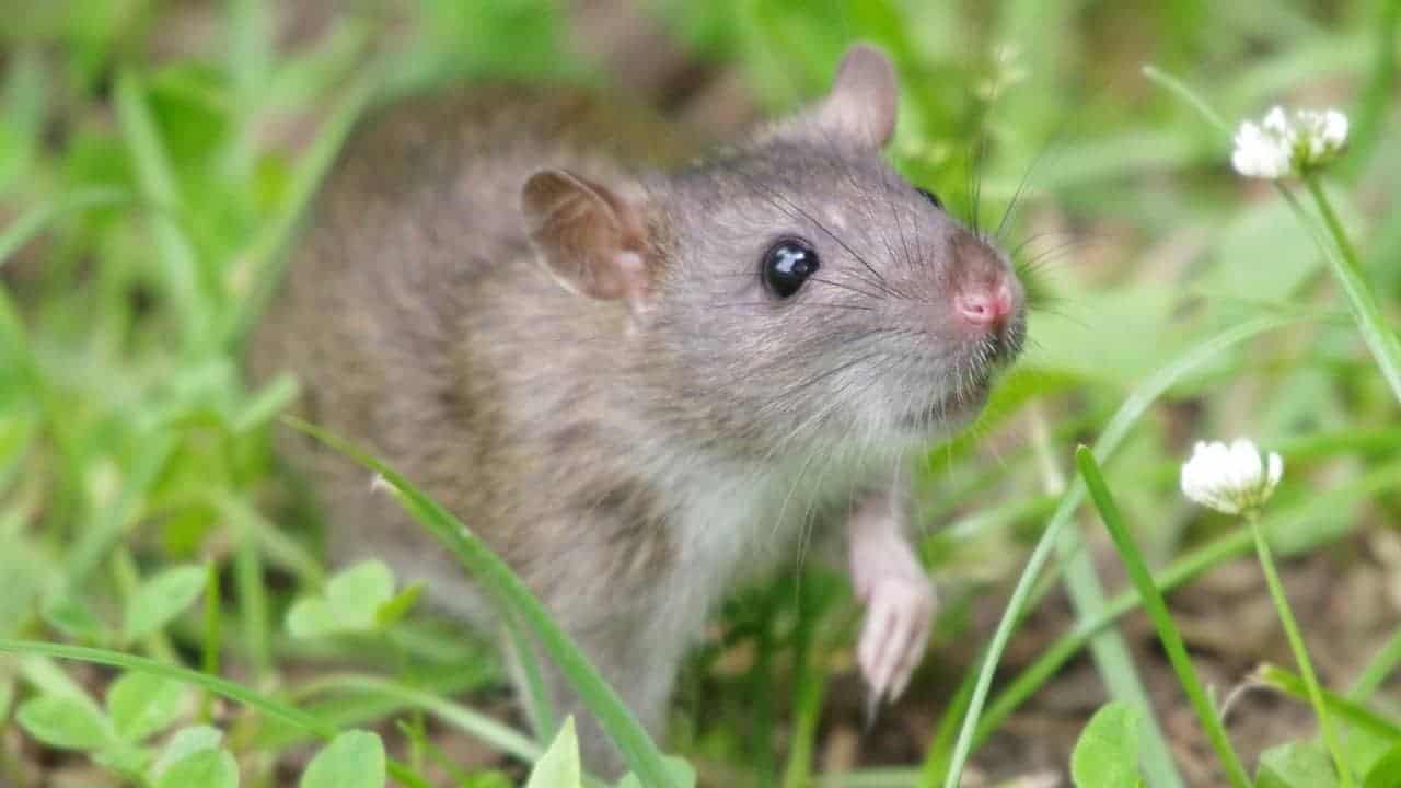 rat poisons for rats