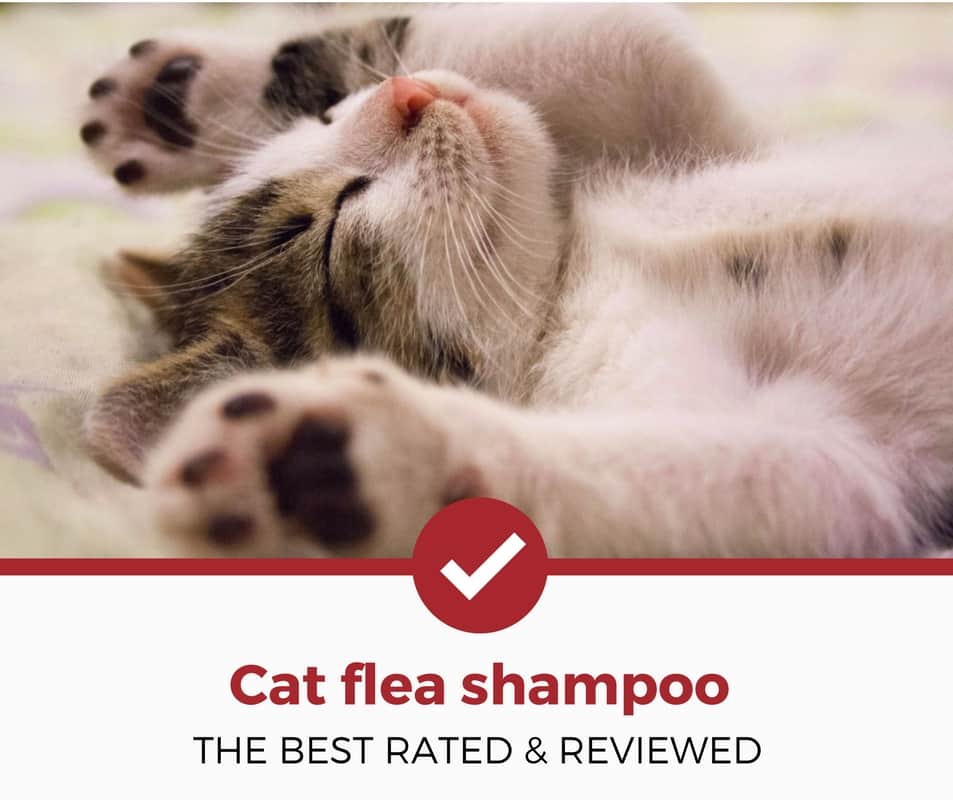 最佳猫蚤洗发水评论