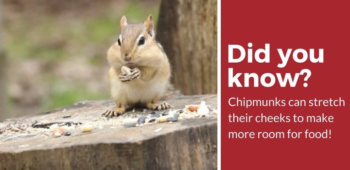 chipmunk stretch cheeks when eating