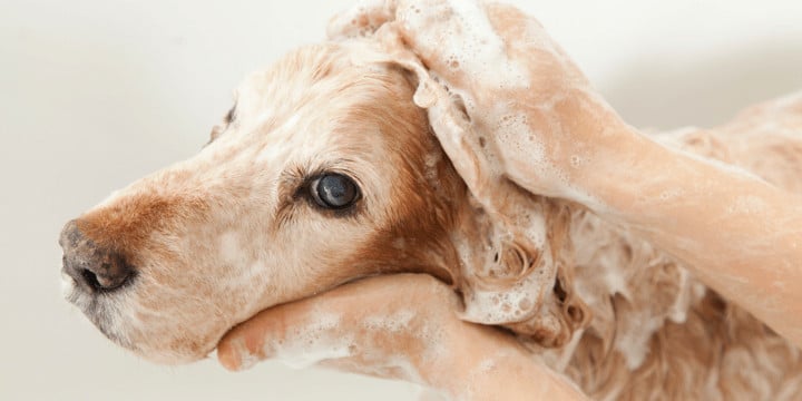 跳蚤与洗发水在浴缸里的狗