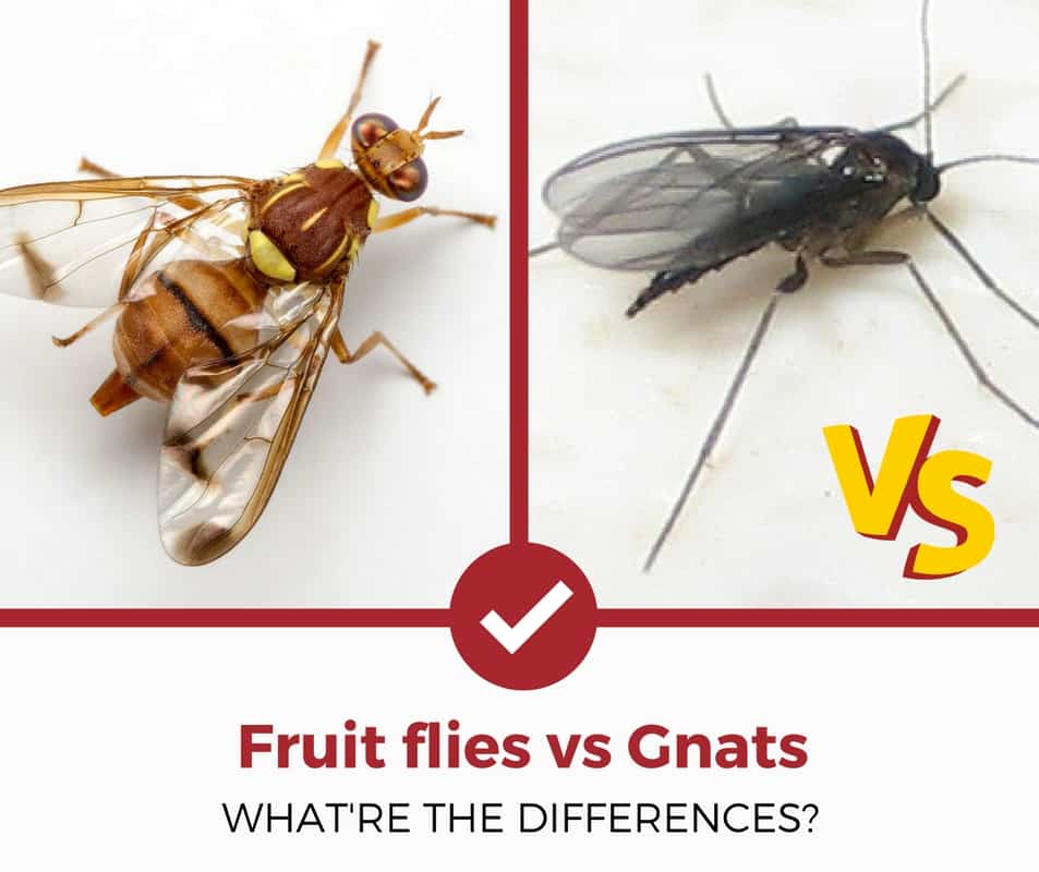 果蝇vs gnats