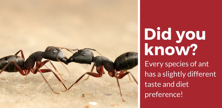 蚂蚁喜欢吃不同的东西