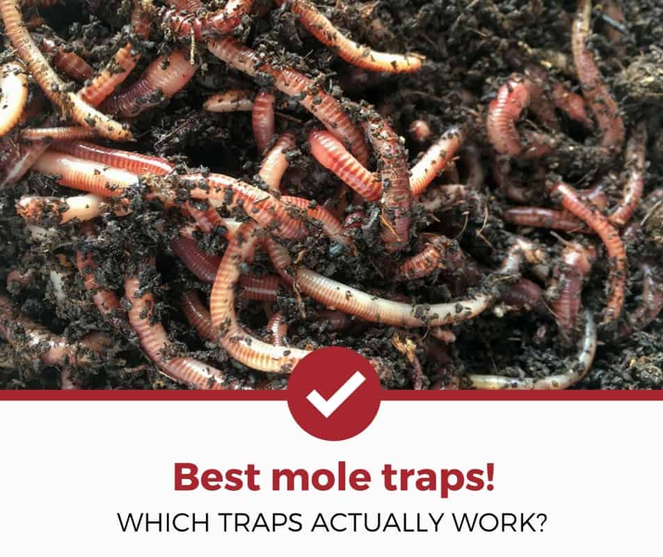 best mole traps reviewed