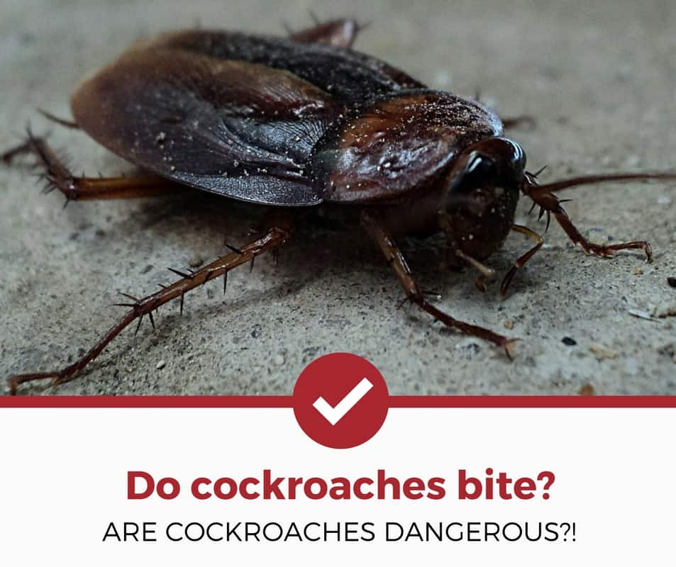 蟑螂会咬人吗?它们危险吗