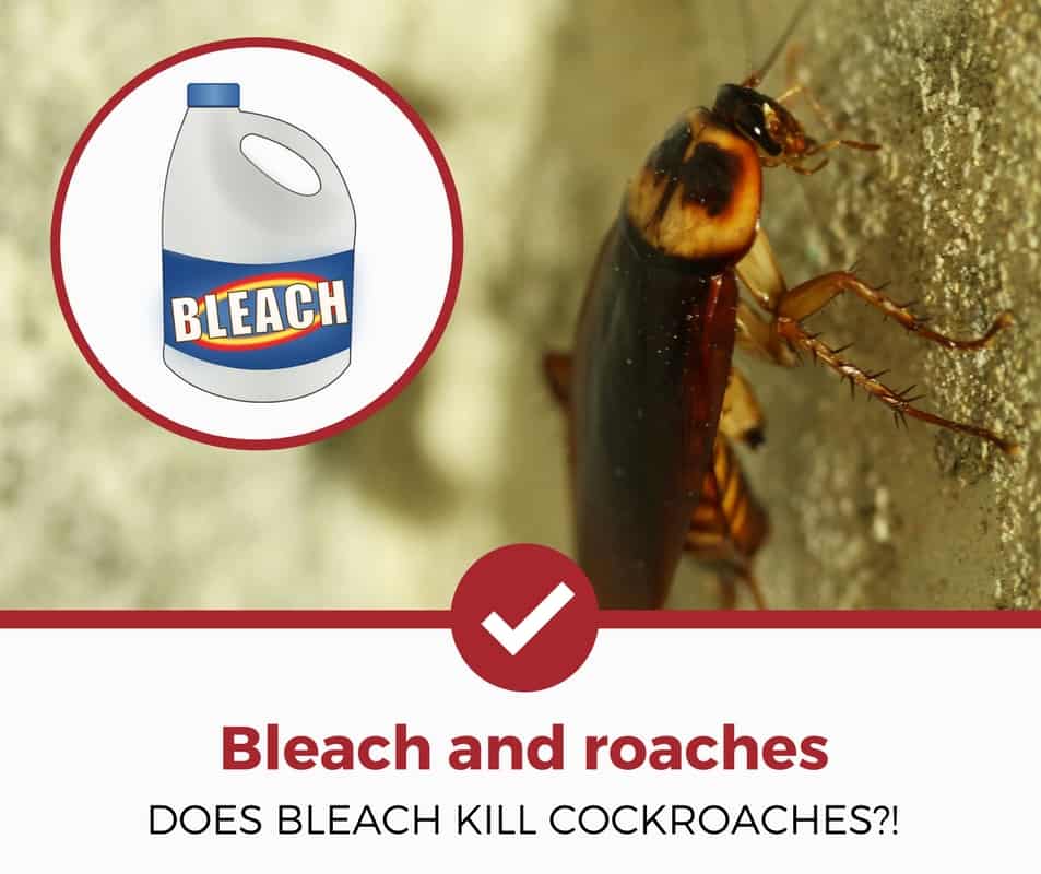 漂白剂能杀死蟑螂吗
