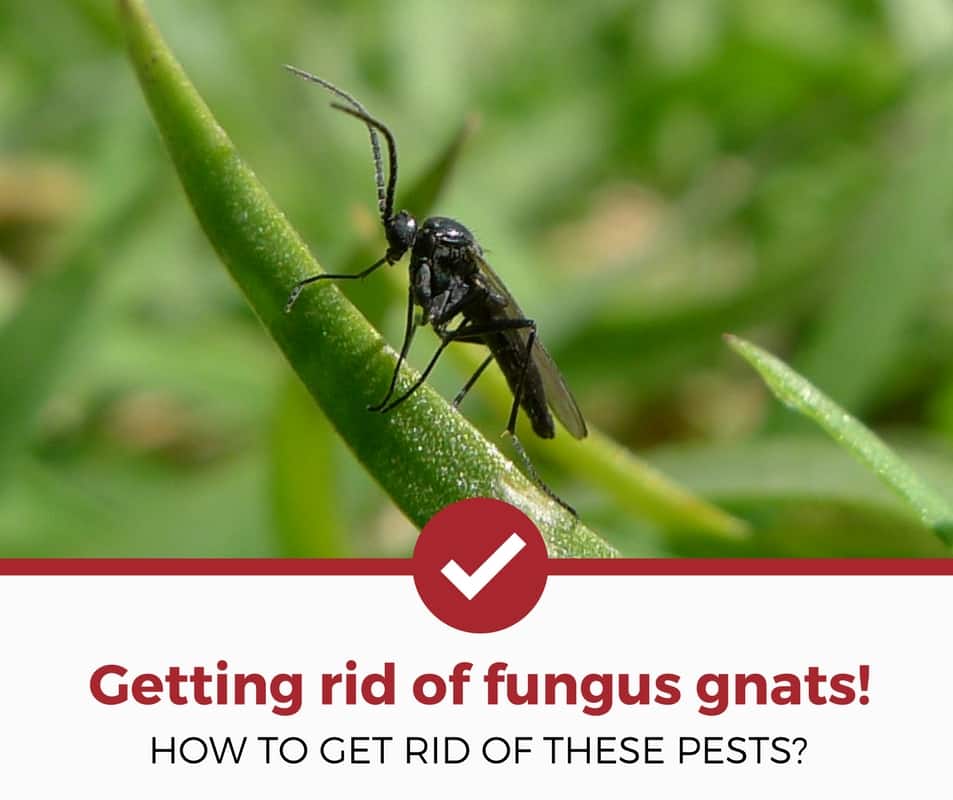 如何摆脱真菌gnats