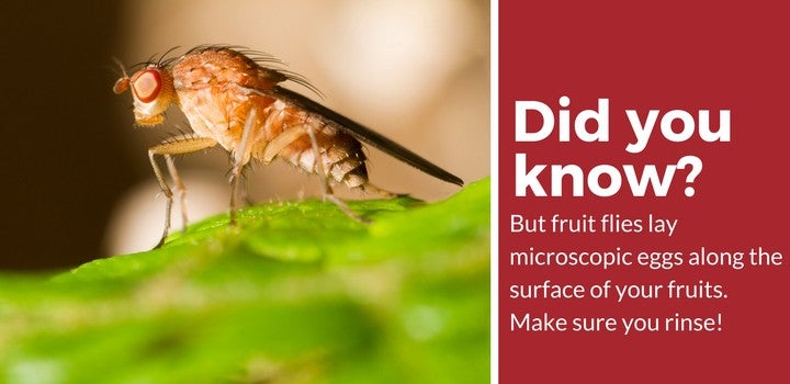 why you need to use fruit fly traps