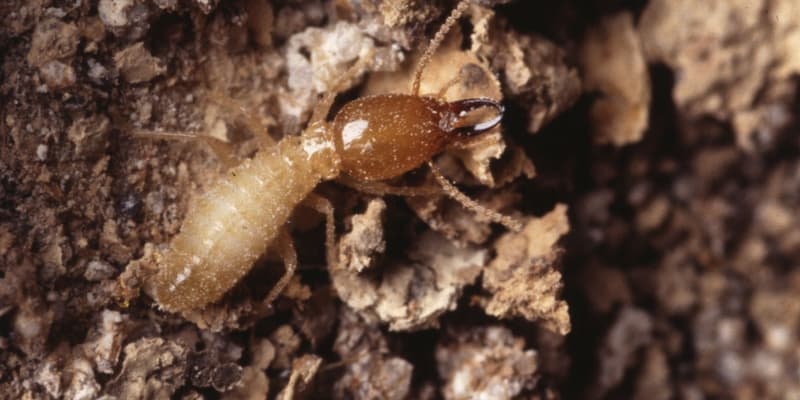 close-up photo of termite