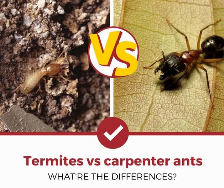 白蚁对木蚁的差异