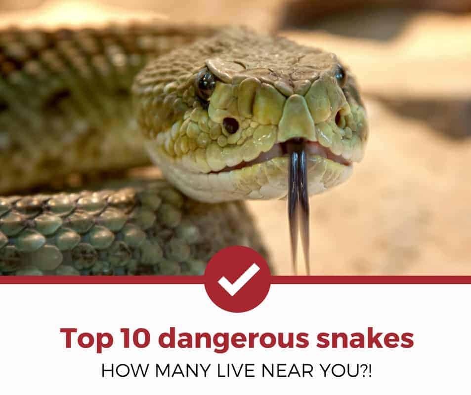 十大危险蛇