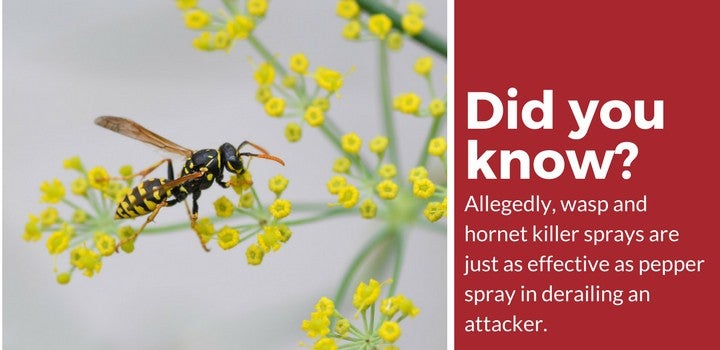 wasp hornet spray facts