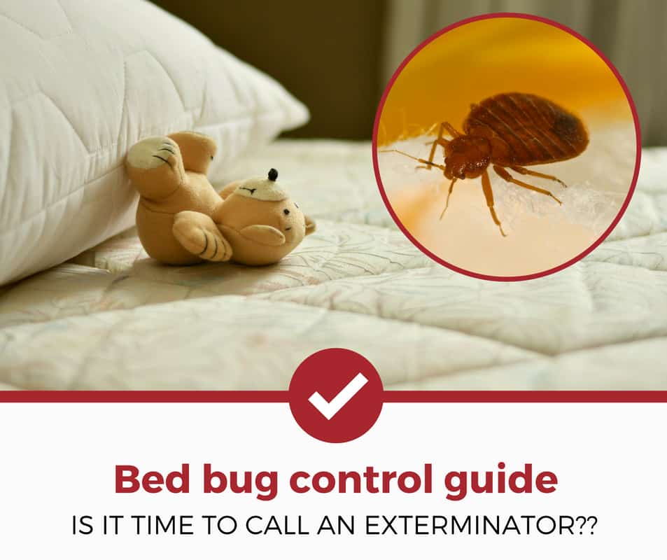 bed bug control guide