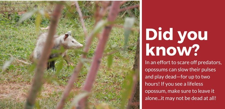 best opossum repellent facts