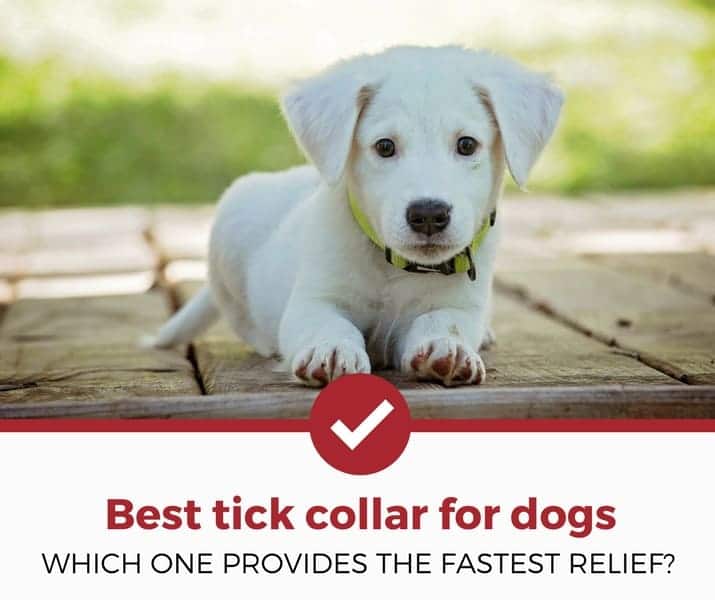 狗的最佳tick领子