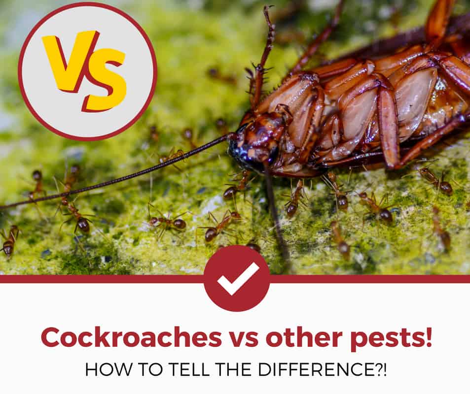 cockroach vs other pests