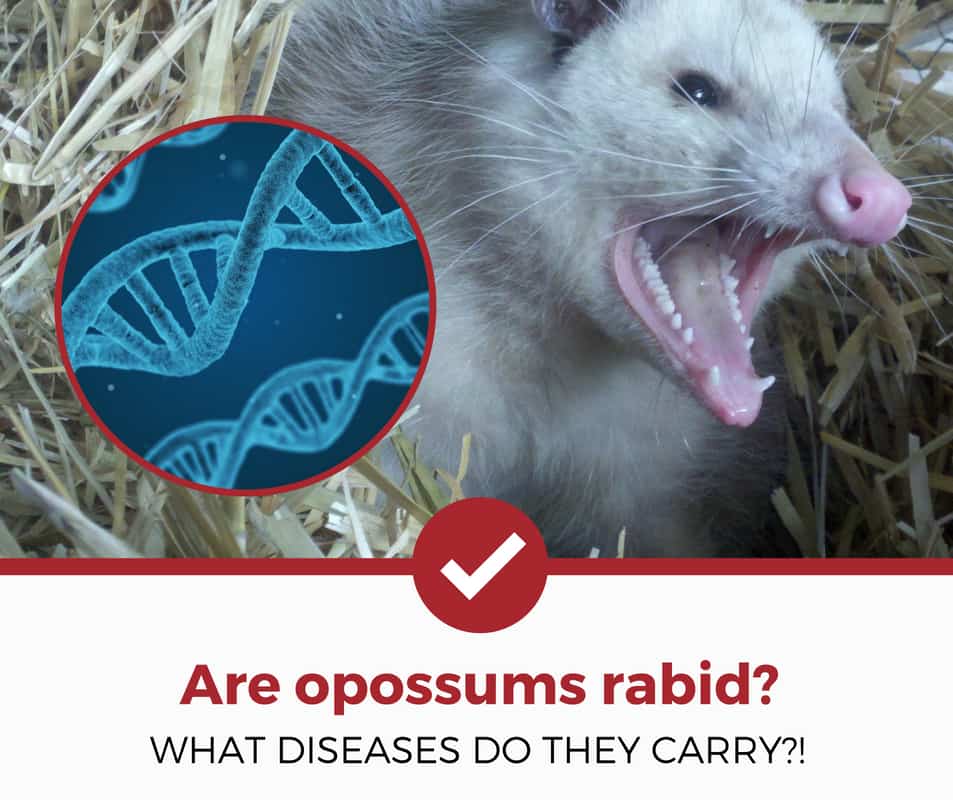 负鼠携带疾病吗