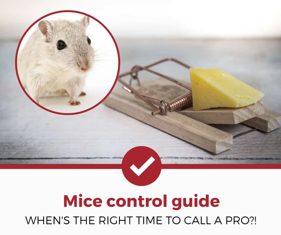 mice control guide