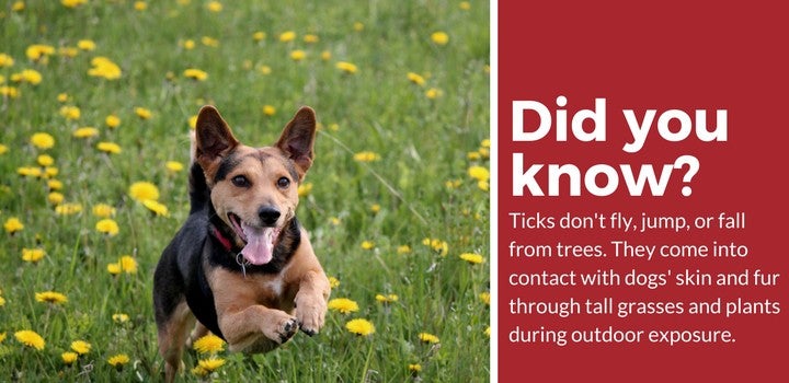 tick prevention repellent for dogs facts