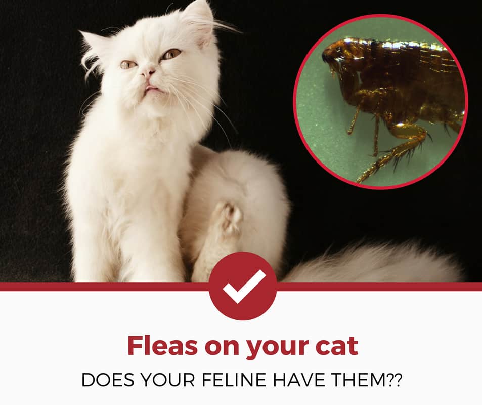 如何判断你的猫是否有跳蚤？