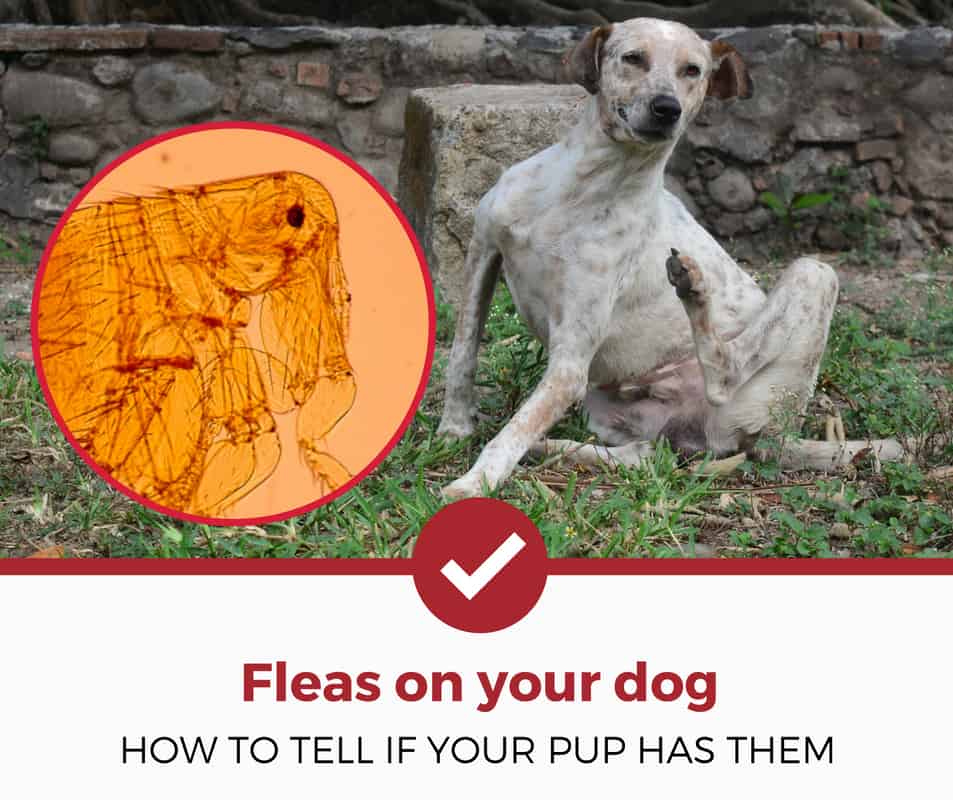 how do you tell if your dog has fleas?