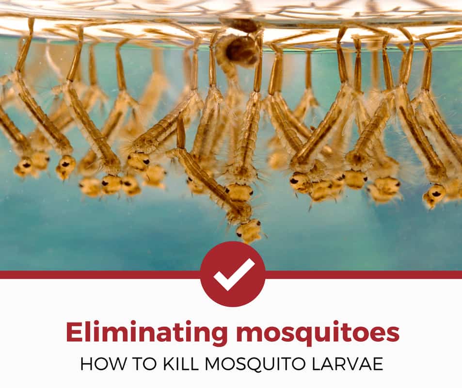 如何在家里杀死蚊子幼虫？