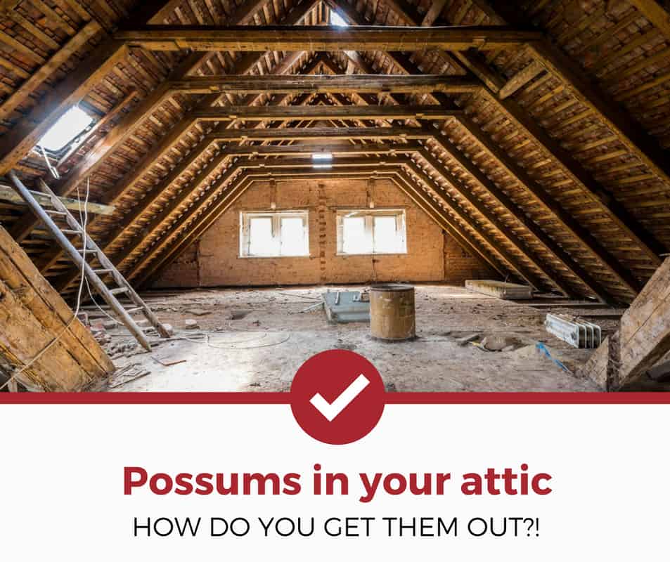 get rid of possums attic