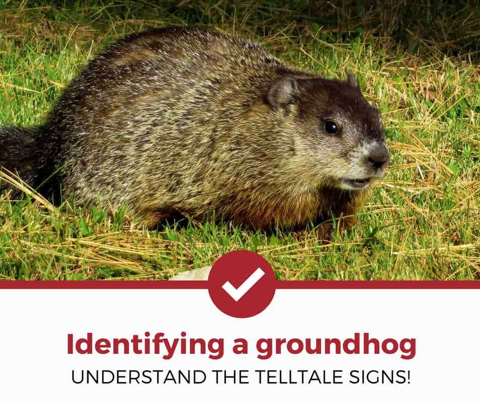 how to identify a groundhog?