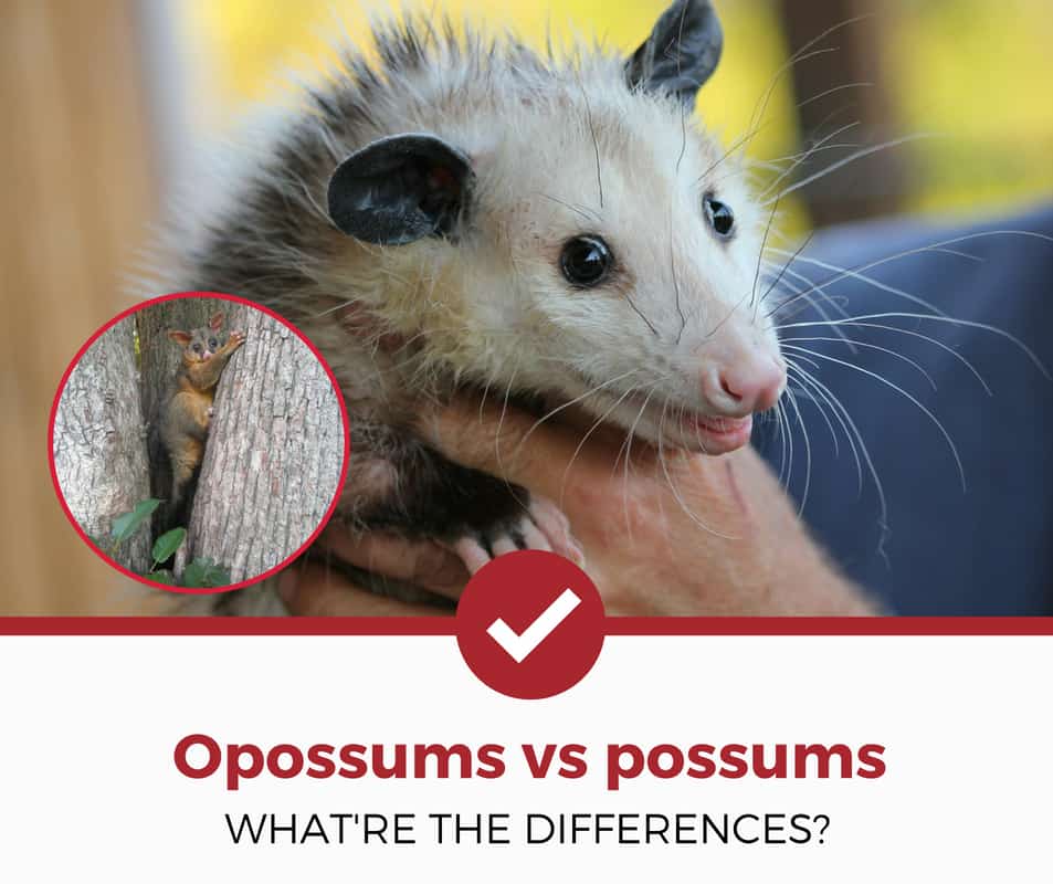 opossum vs possum差异