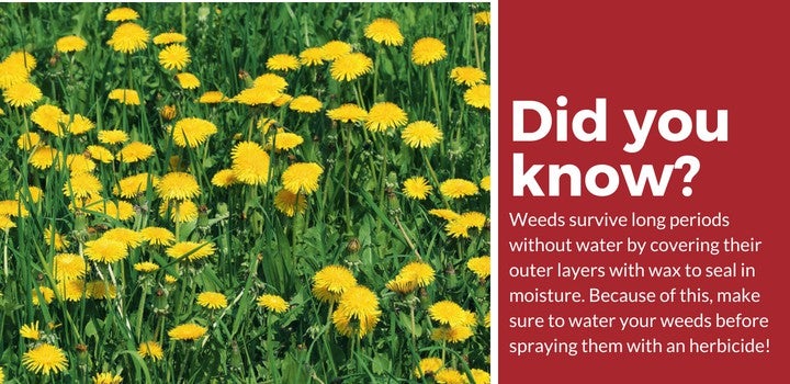 weed killer for lawns facts