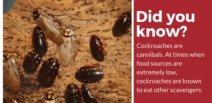 cockroaches are cannibals