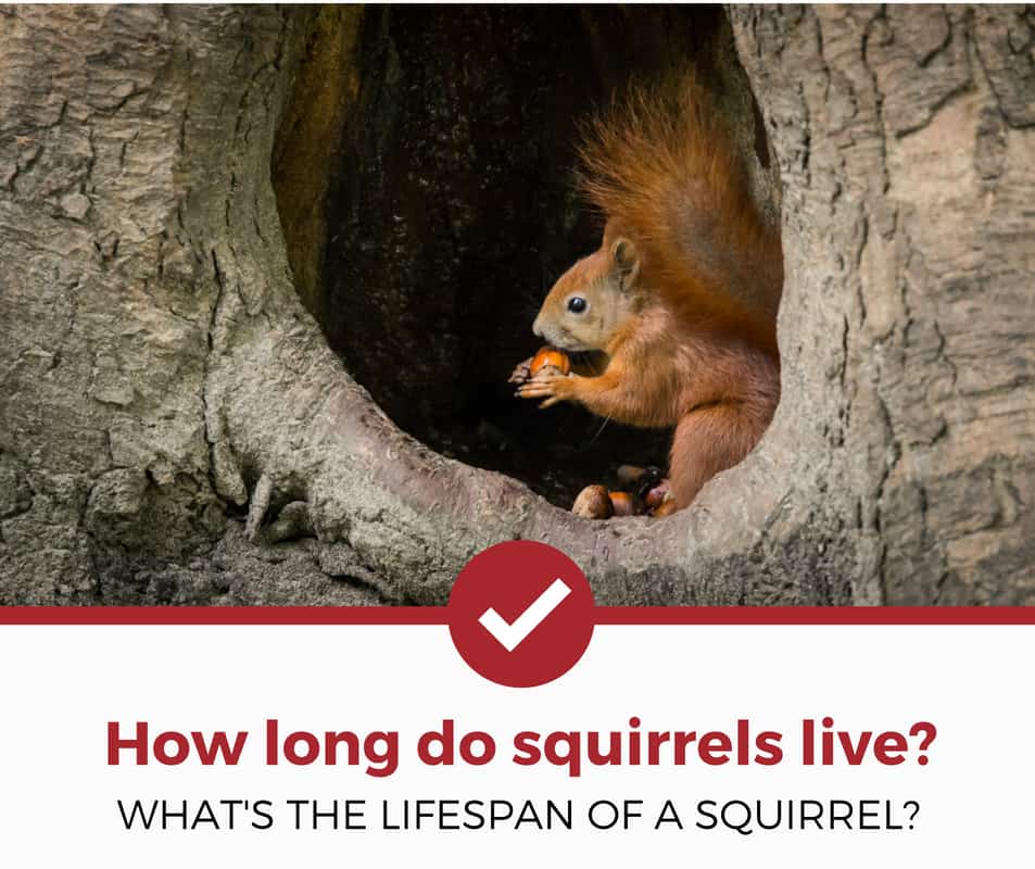 how long do squirrels live