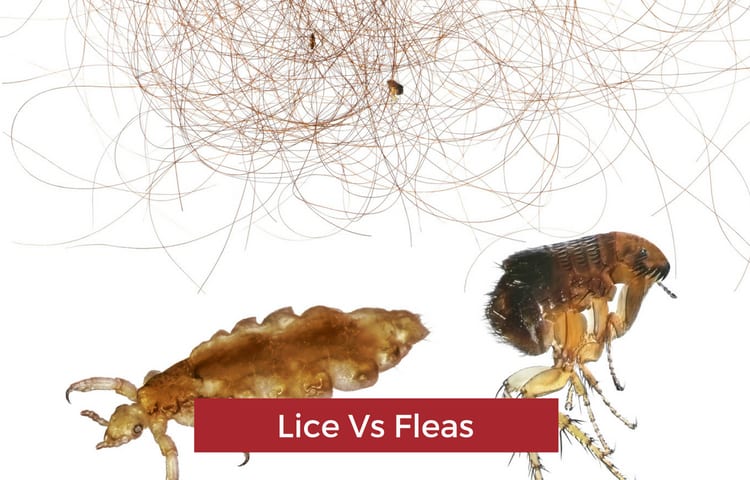 lice vs flea size comparison